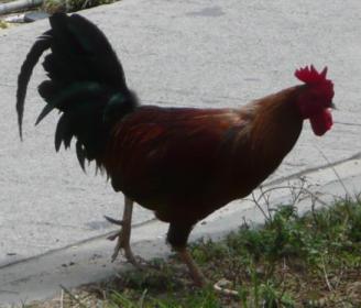 Untitled ~  A rooster as he stands guard  in the Dominican Republic . 