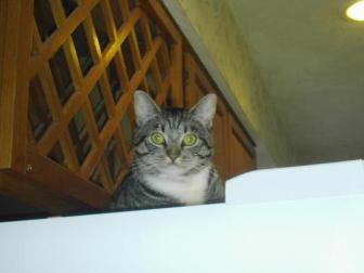 Lucy ~ Lucy's favorite spot is atop the fridge. I guess from there she can see everything and get some quiet time away from the other animals.