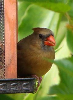 Female Cardinal Peering Around the Feeder ~  No description included. 