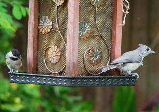 Carolina Chickadee ~ Here is another shy bird but one that I hear more than see. Next to it is the tufted titmouse on the right.