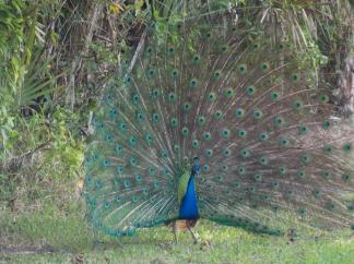 Peacock ~  He is being protective of the female peacock behind him. I was so thrilled to be able to catch this photo of him! *Delight* 