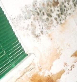 Destroyed Bedroom II ~ Mold grows wild along the sheetrock.