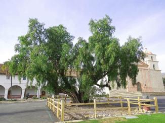 Untitled ~  California Pepper Tree, Santa Barbara Mission 