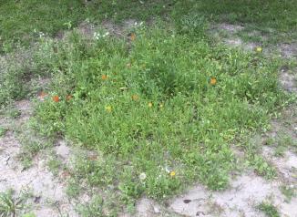 Wildflower Garden ~ This is the old home of our forsythia bush.  Wildflowers have been sown, and the place is looking great!  *Smile*