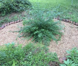 Forsythia Bush ~ The forsythia bush is thriving in her new home near one of our pine trees.  She seems to be doing well with her neighbors, two asparagus ferns.