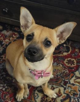 Miss Coco ~  My playful Chiweenie! (Chihuahua/Dachsund mix) 