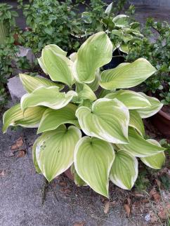 Hosta ~ 