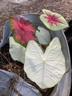 Caladiums ~ 